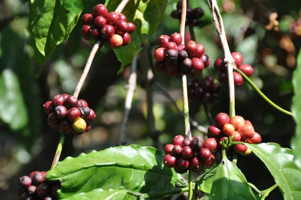 Robusta-koffie planten — Stockfoto