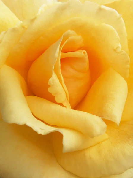 stock image Beautiful yellow rose as the background .