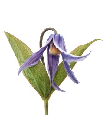 Clematis integrifolia , flower of clematis integrifolia . clipart