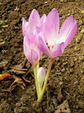 Colchicum lila autumn flowers . clipart