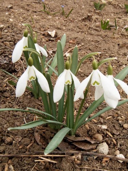 stock image Group of snowdrop flowers