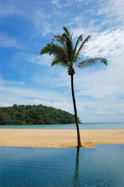 Palm tree at the beach and swimming pool, Phuket, Thailand — Stock Photo, Image