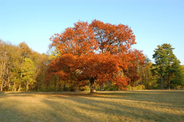 Осенняя елка с красными листьями в парке, Украина — стоковое фото