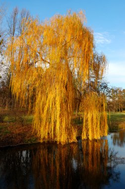 Willow tree (Salix) in a park in warm colors of sunset, Olexandr clipart