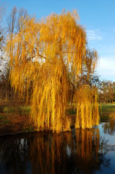 Salgueiro (Salix) em um parque em cores quentes de pôr do sol, Olexandr — Fotografia de Stock