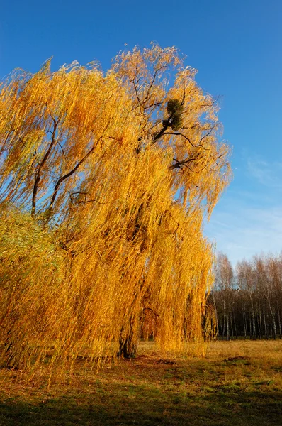 Willow tree (Salix) in a park in warm colors of sunset, Olexandr — Stock Photo, Image