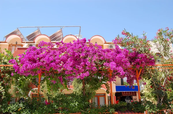 Decoração com flores da villa de férias, Antalya, Turquia — Fotografia de Stock