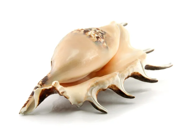 Stock image Sea shell isolated