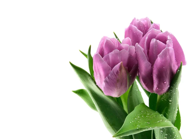 Tři tulipány, samostatný — Stock fotografie