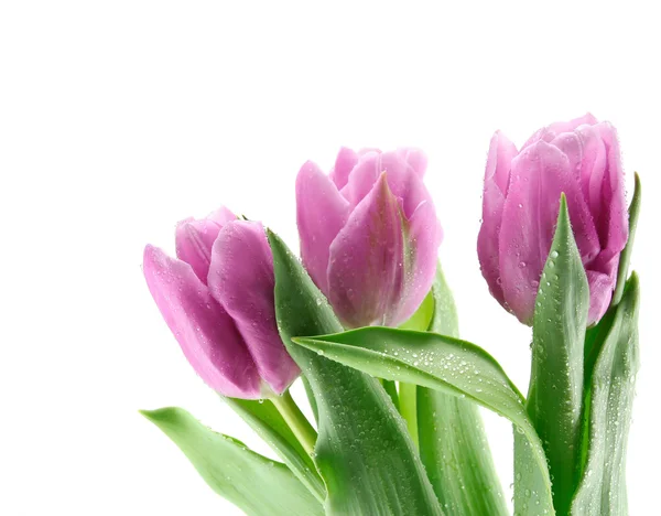 Trzy tulipany pojedyncze — Zdjęcie stockowe