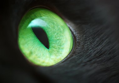 yeşil göz.