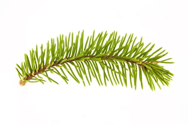 Branch of a Christmas Tree — Stock Photo, Image