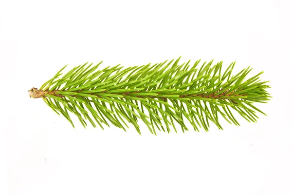 Branch of a Christmas Tree — Stock Photo, Image