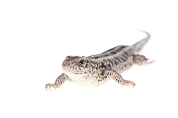 Brown lizard — Stock Photo, Image