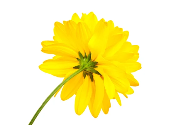 Flor amarilla aislada sobre un fondo blanco —  Fotos de Stock