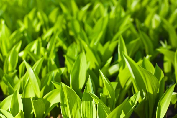 Fresh green leaves — Stock Photo, Image