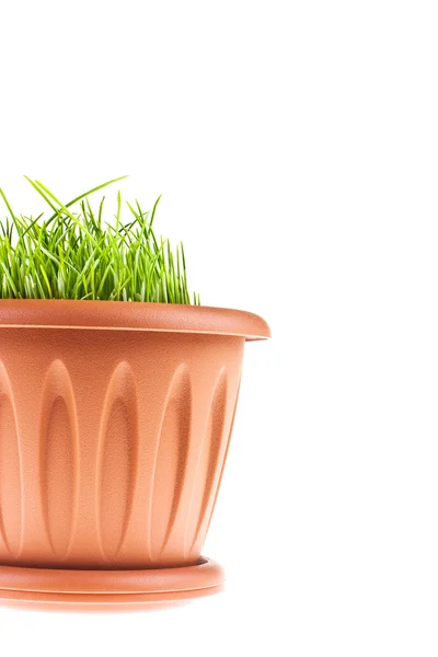 stock image Flower Pot with grass