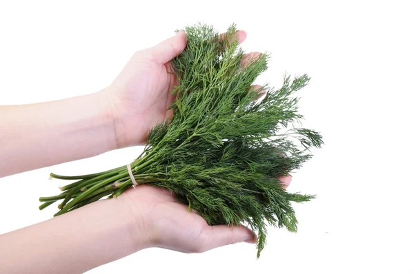 Bunch of dill in a hand isolated on the white background — Stock Photo, Image