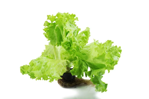 Egy elszigetelt fehér background pot növekvő saláta — Stock Fotó