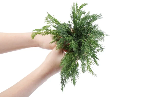 Bunch Dill Hand Isolated White Background — Stock Photo, Image