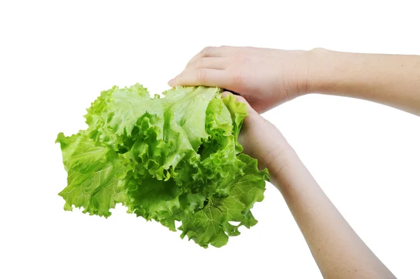 Lettuce Hand Isolated White Background — Stock Photo, Image