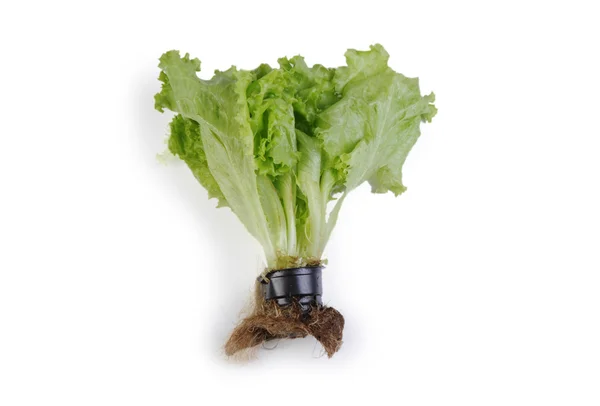 Egy elszigetelt fehér background pot növekvő saláta — Stock Fotó