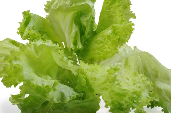 Saláta Víz Csepp Elszigetelt Fehér Háttér — Stock Fotó