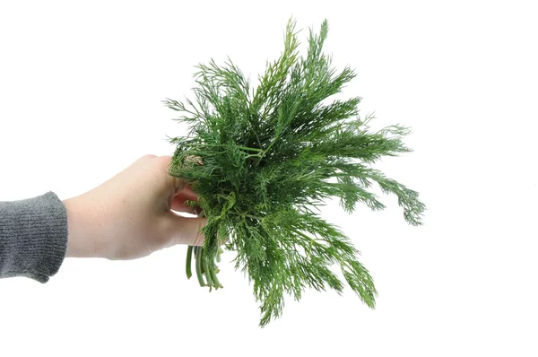 Bunch Dill Hand Isolated White Background — Stock Photo, Image