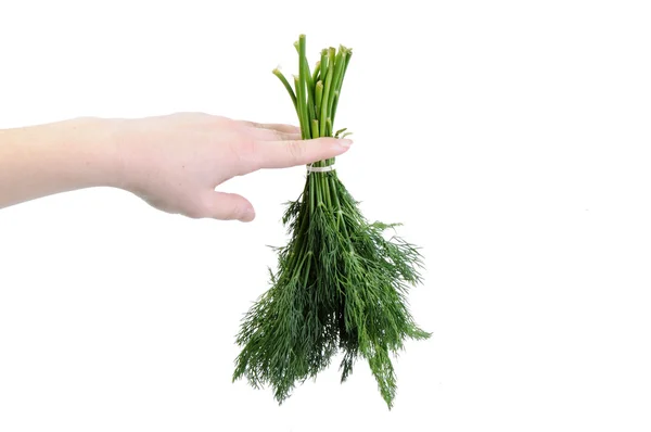 Bunch of dill in a hand isolated on the white background — Stock Photo, Image