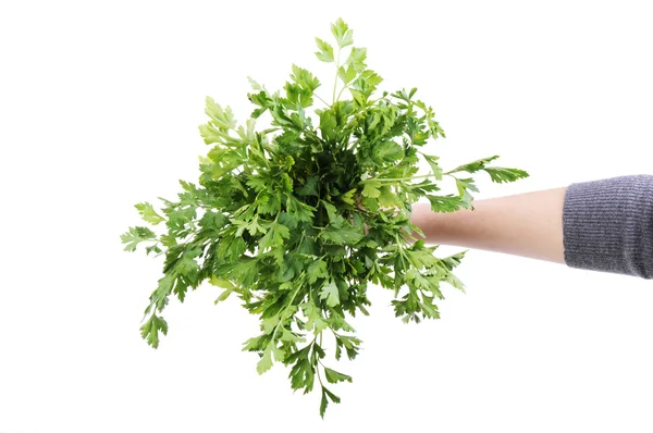 Bunch of parsley in a hand isolated on the white background — Stock Photo, Image