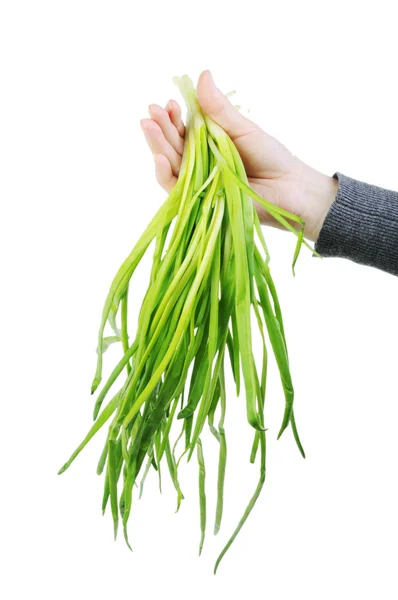 Bunch of green onion in a hand isolated on the white background — Stock Photo, Image