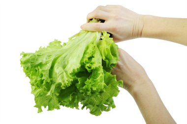 Lettuce in a hand isolated on the white background clipart