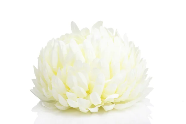 Hermosa dalia de flores, aislada sobre el fondo blanco — Foto de Stock