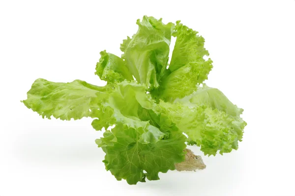 Friss saláta elszigetelt fehér background — Stock Fotó