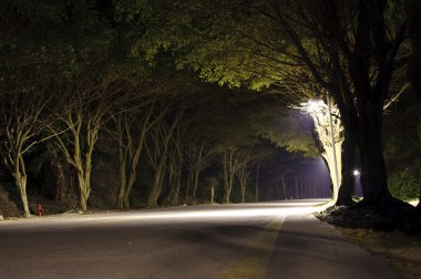 asfalt yol karanlık ormanın içinde