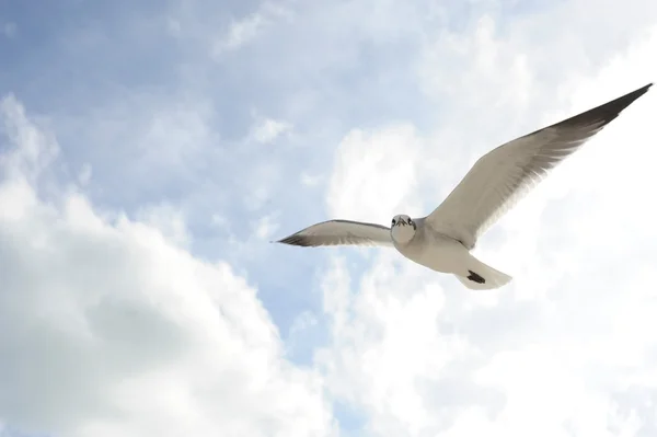 在天空中盘旋的海鸥 — 图库照片