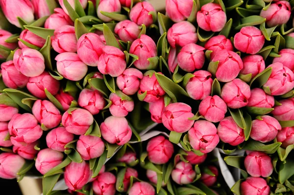 stock image Pink tulips