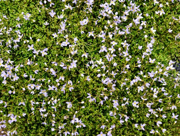Μικρά Ιώδη Λουλούδια Και Πράσινο Γρασίδι Μπορεί Χρησιμοποιήσει Σαν Φόντο — Φωτογραφία Αρχείου