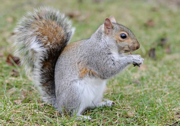 stock image Squirrel