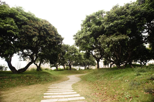 Nur Ein Weg Zwischen Grünen Bäumen — Stockfoto