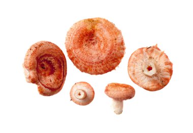 Coral milky cap mushrooms clipart