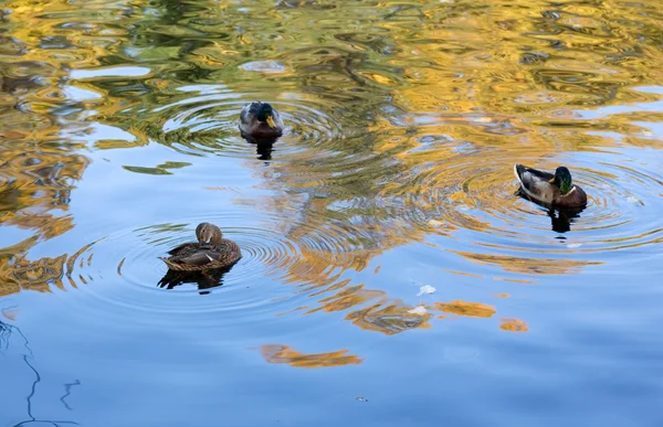 Качки в осінній воді — стокове фото