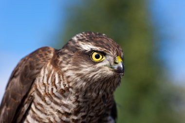 Pernis apivorus
