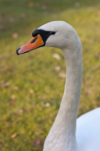 Cisne blanco — Foto de Stock