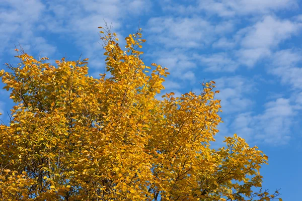 Zlato na podzim listí — Stock fotografie