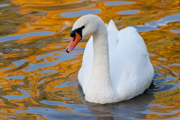 Swan in gold water — Stock Photo, Image
