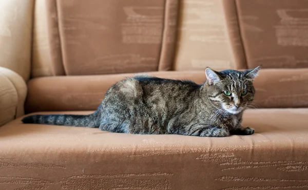 Gato en un sofá — Foto de Stock