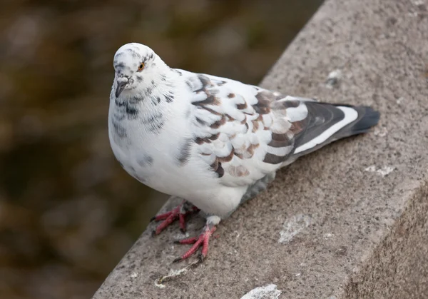 The white pigeon — Stock Photo, Image