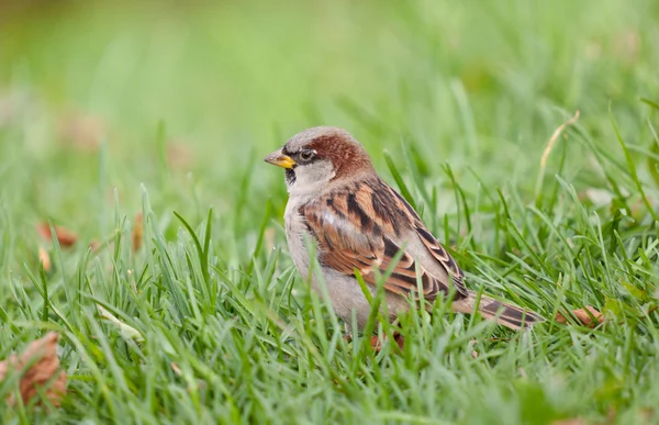 Sparrow i en gräs — Stockfoto