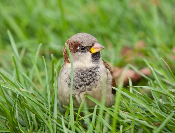 Zvědavý vrabec — Stock fotografie